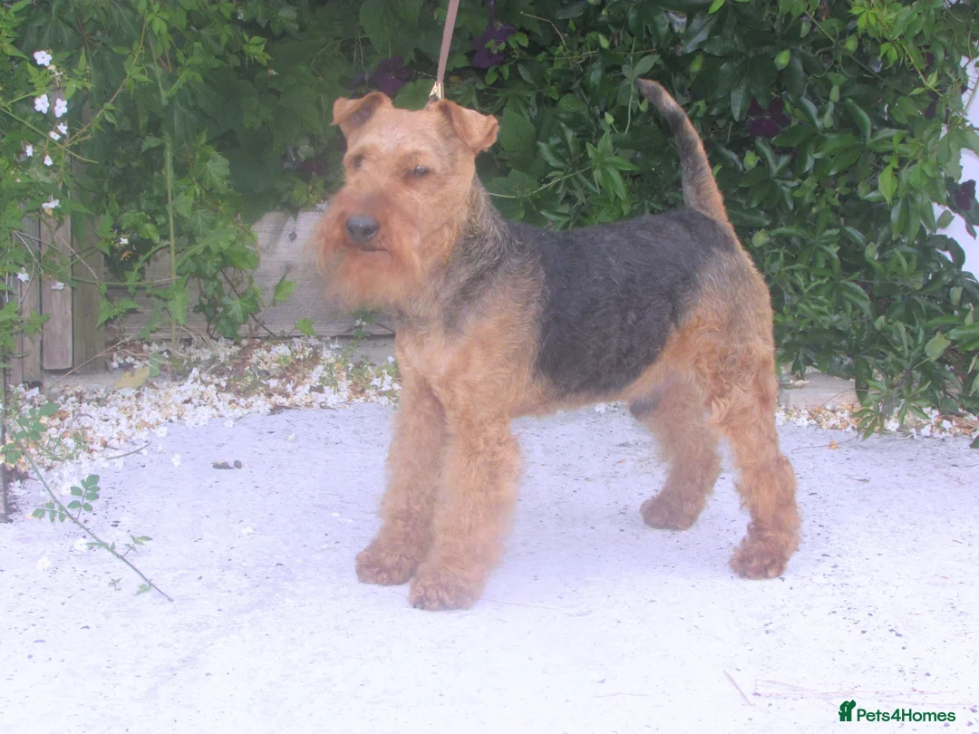 Welsh Terrier dogs for sale: Lovely natured retired show dog - Advert 2