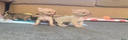 Chihuahua dogs for sale: Family pups ready may 24th  in Godstone - Advert 7