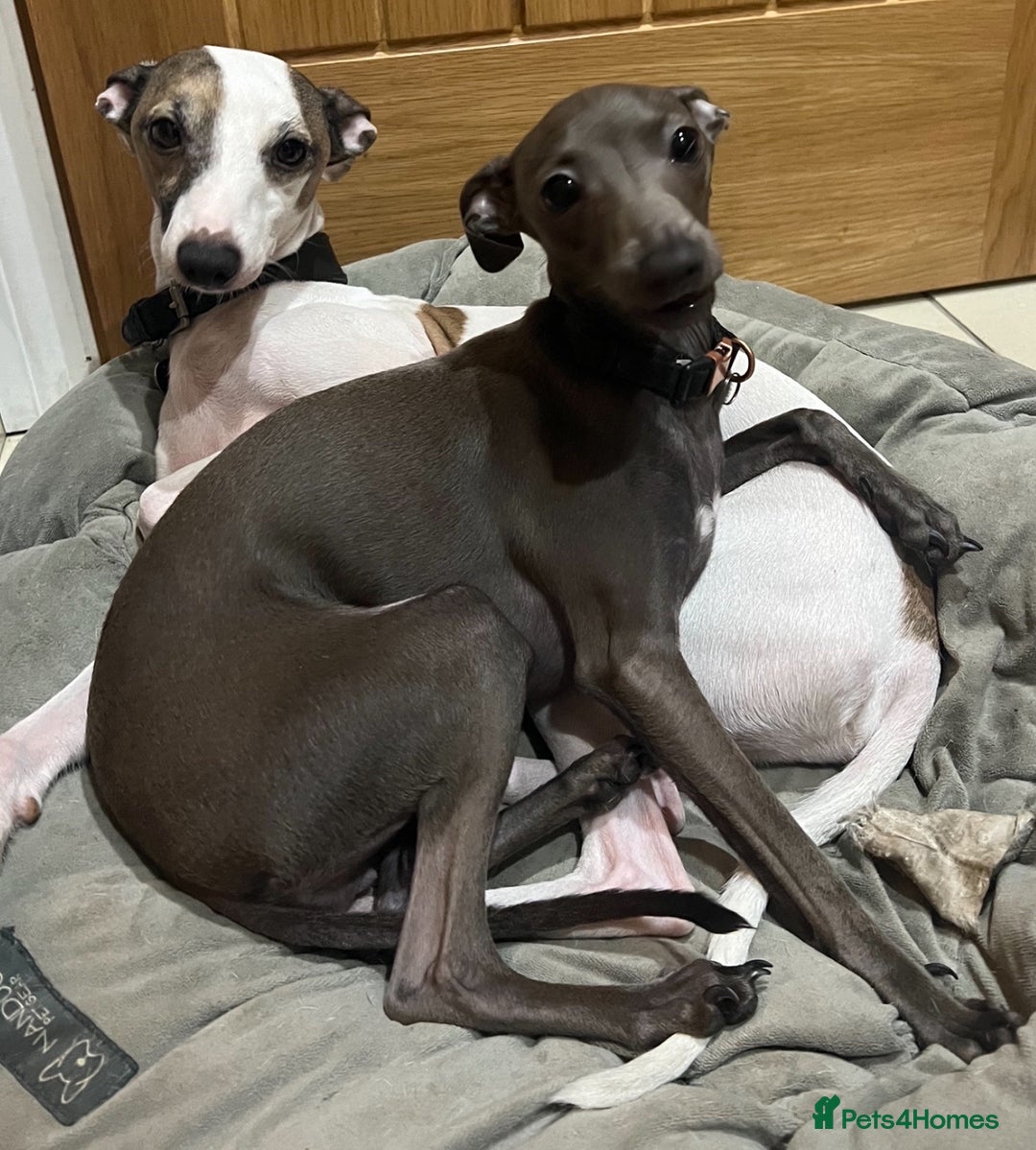 Italian Greyhound dogs for sale: Cutest ** KC Italian Greyhound’s  - Image 13