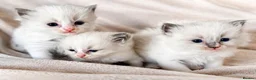Ragdoll cats for sale: Pure ragdoll kittens  - Advert 6