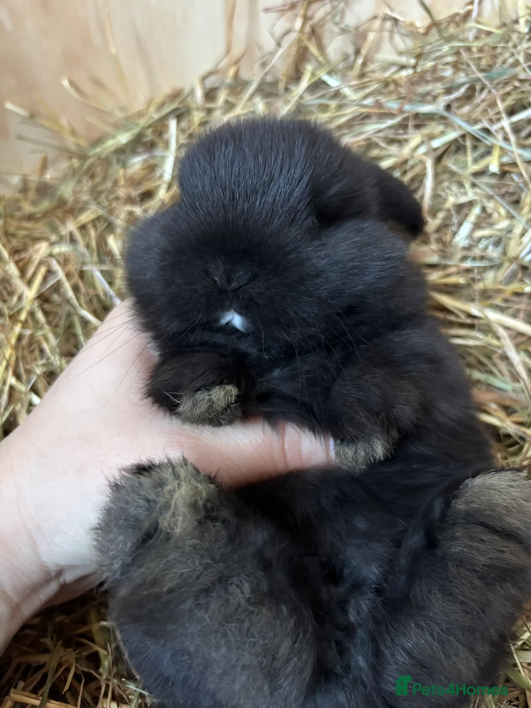 Mini Lop rabbits for sale: 🐰Adorable Mini Lops Kits🐰 - Advert 14