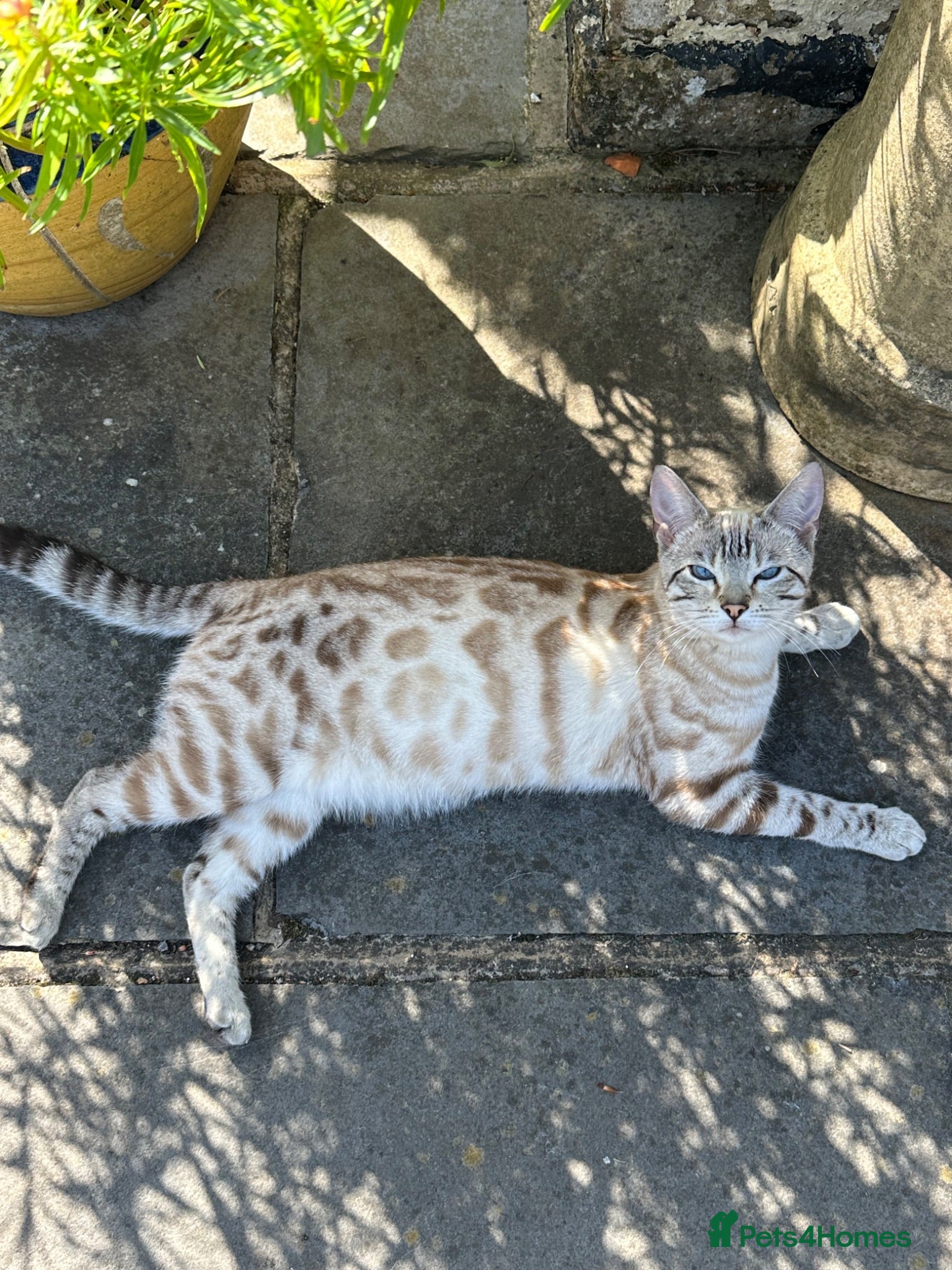 Bengal cats Stunning Snow Bengal Kittens for Sale  - Advert 4