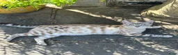Bengal cats for sale: Stunning Snow Bengal Kittens for Sale  - Advert 1