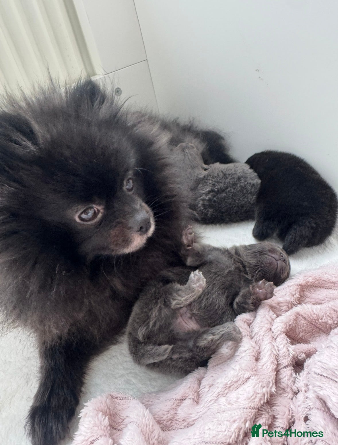 Pomeranian dogs 🧸🧸🧸 Three Little Teddy Bears 🧸🐼🐻🐻‍❄️ - Advert 2