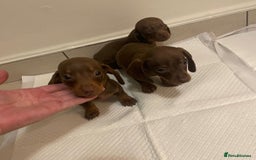 Miniature Dachshund dogs for sale: Miniature dachshund puppys - Image 8