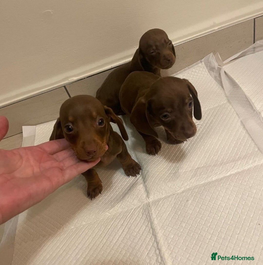 Miniature Dachshund dogs for sale: Miniature dachshund puppys - Image 8