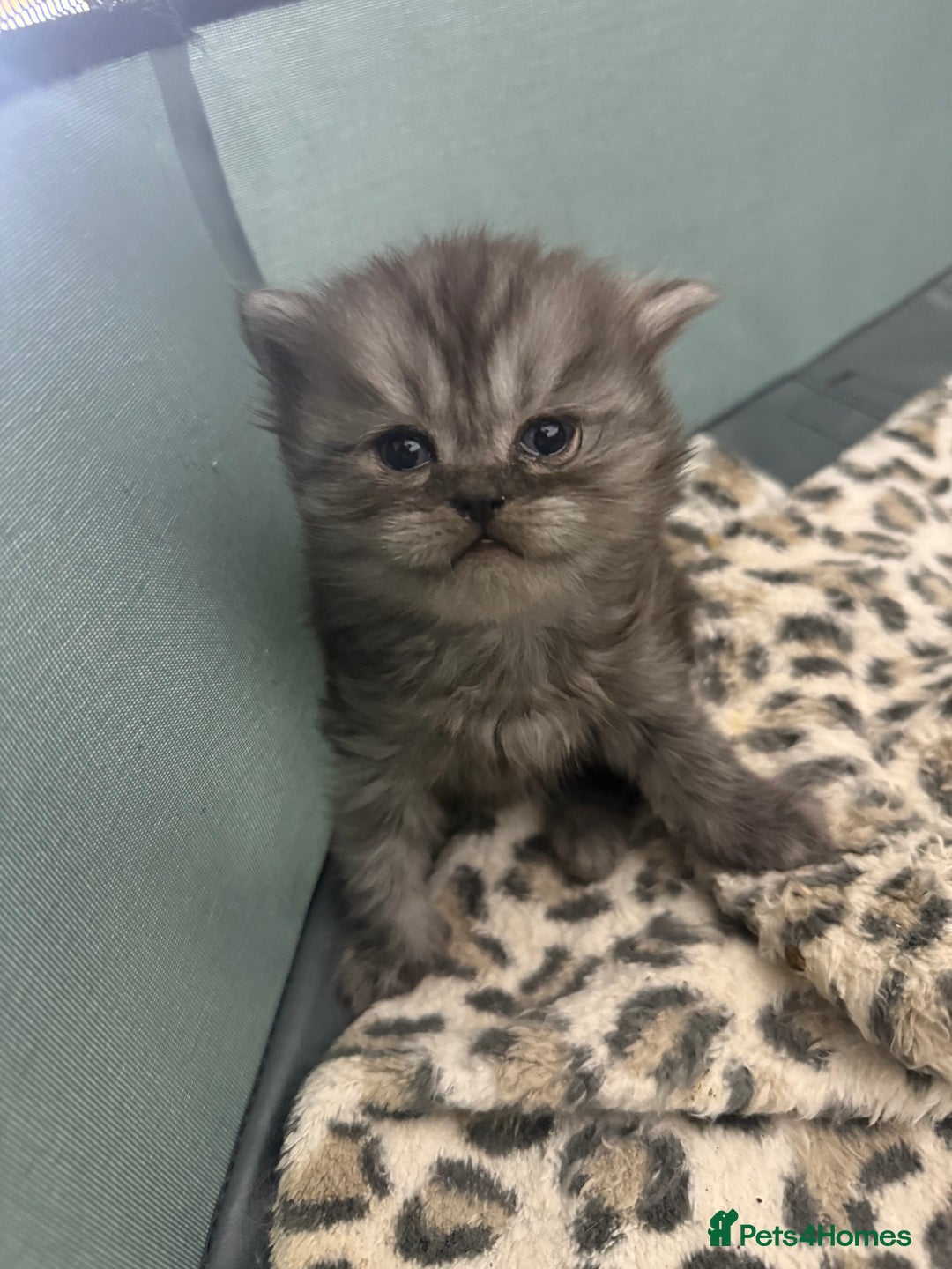 Scottish Fold cats for sale: Stunning Rainbow litter ready for  **   - Advert 17