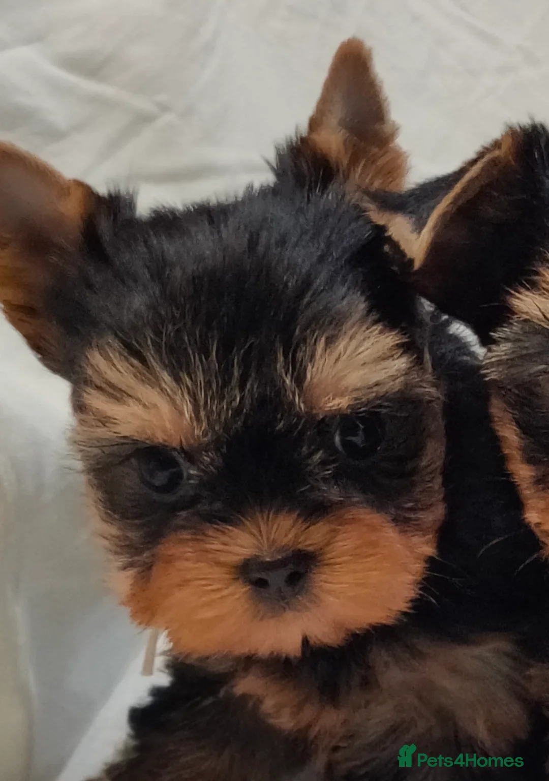 Yorkshire Terrier dogs for sale: Stunning Miniature Yorkshire Terrier Puppies - Advert 7