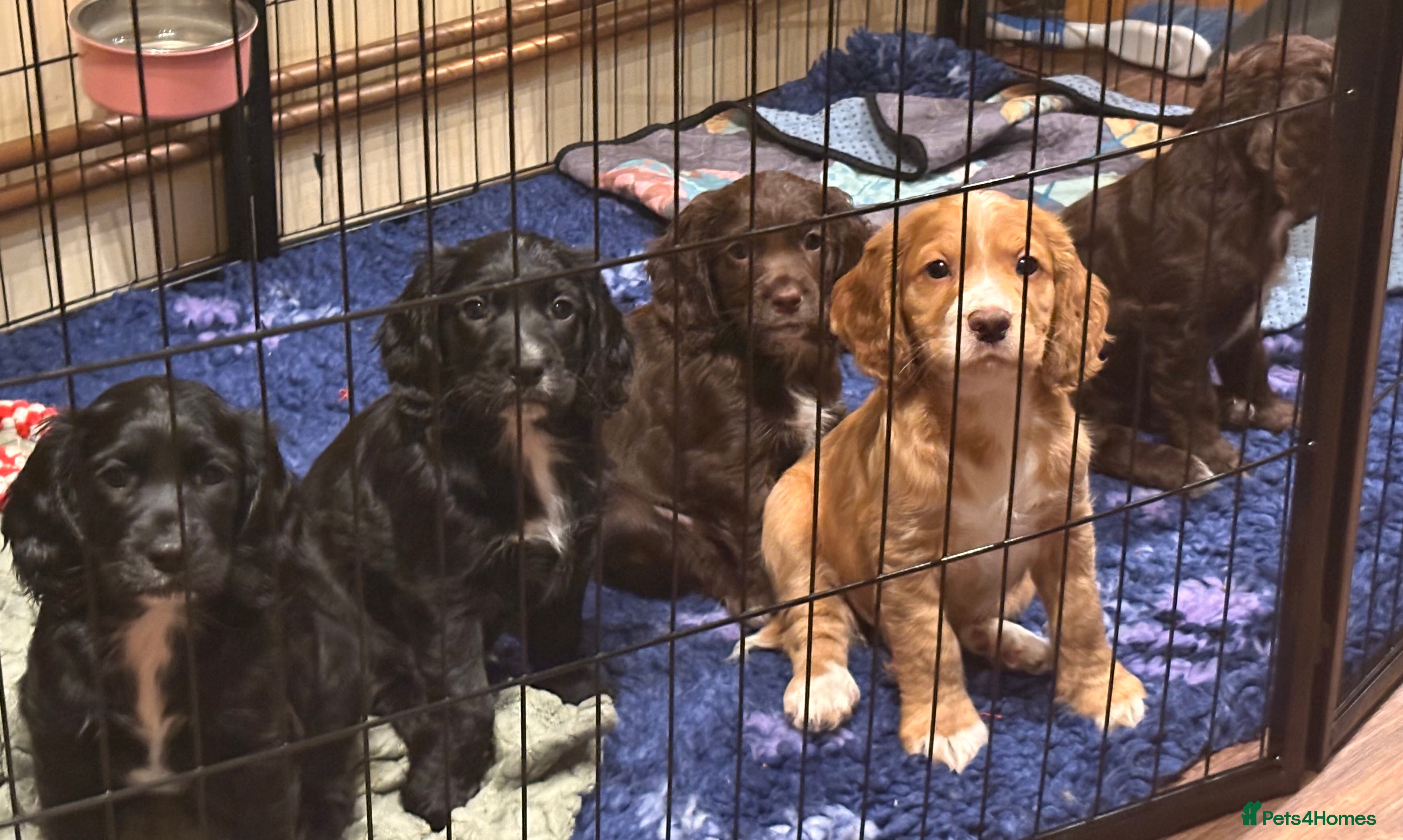Cocker Spaniel dogs Gorgeous Cocker Spaniel Puppies - Advert 6
