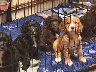 Cocker Spaniel dogs Gorgeous Cocker Spaniel Puppies - Advert 6