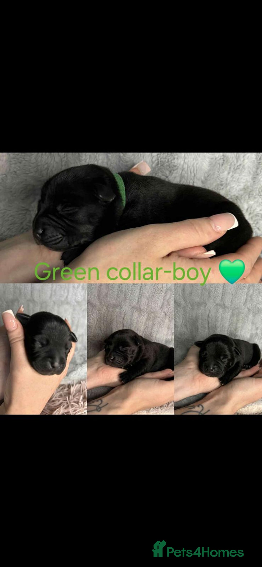 Staffordshire Bull Terrier dogs for sale: blue / black staffordshire bull terrier KC Pups - Advert 6