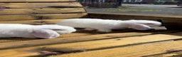 Dwarf Lop rabbits for sale: Dwarf lop babies - Advert 2