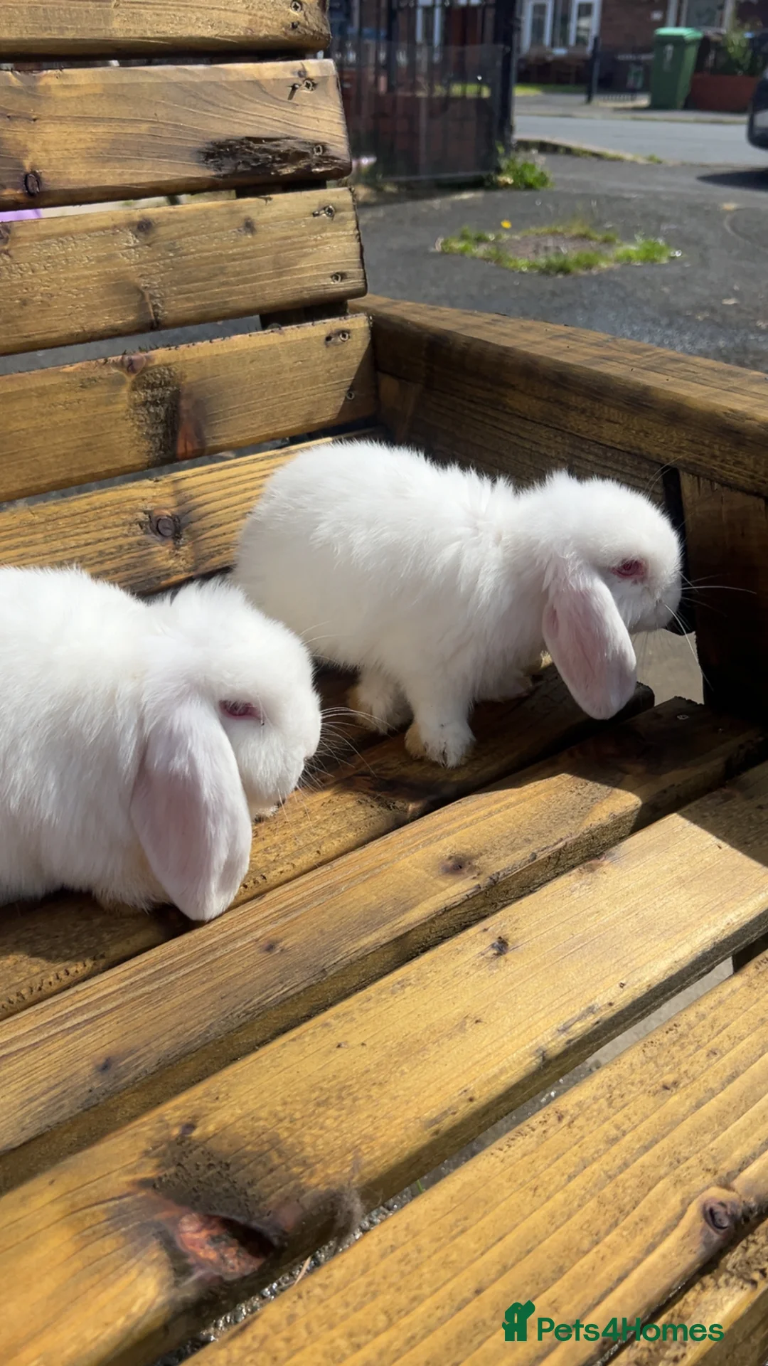 Dwarf Lop rabbits for sale: Dwarf lop babies - Advert 2