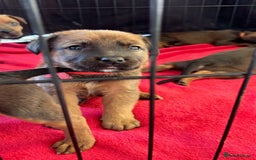 Mixed Breed dogs for sale: Beautiful Puppies For Sale!!! - Image 13
