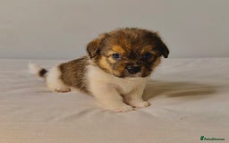 Mixed Breed dogs for sale: Stunning Jack tzu puppies. Jack Russell x Shih Tzu - Image 2