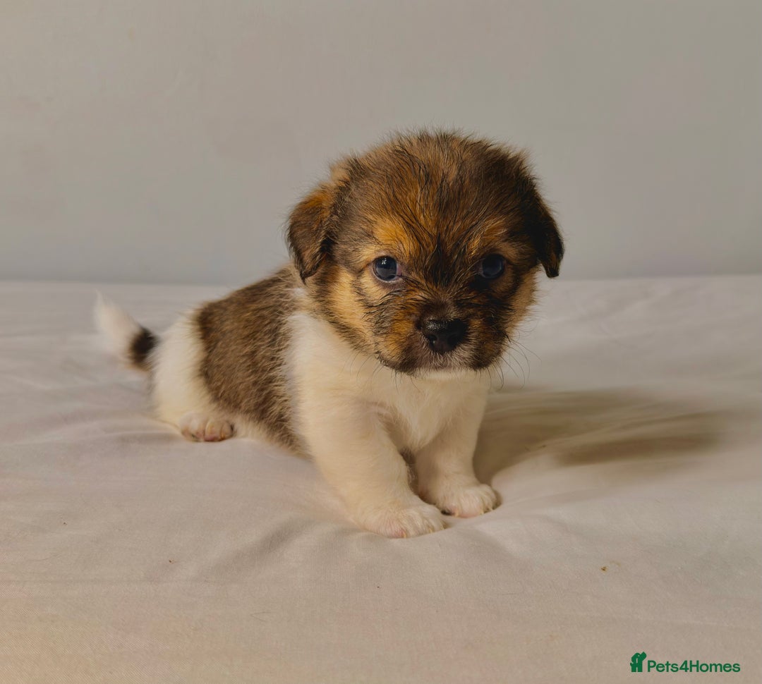 Mixed Breed dogs for sale: Stunning Jack tzu puppies. Jack Russell x Shih Tzu - Image 2