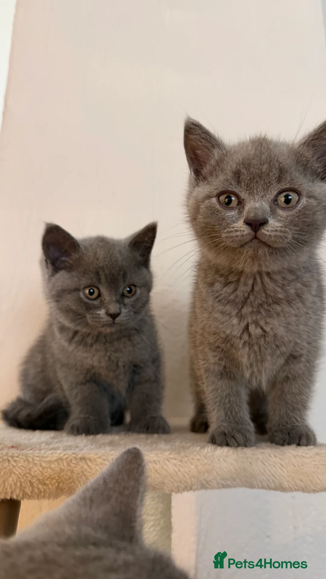 British Shorthair cats for sale: British Shorthair  - Advert 10