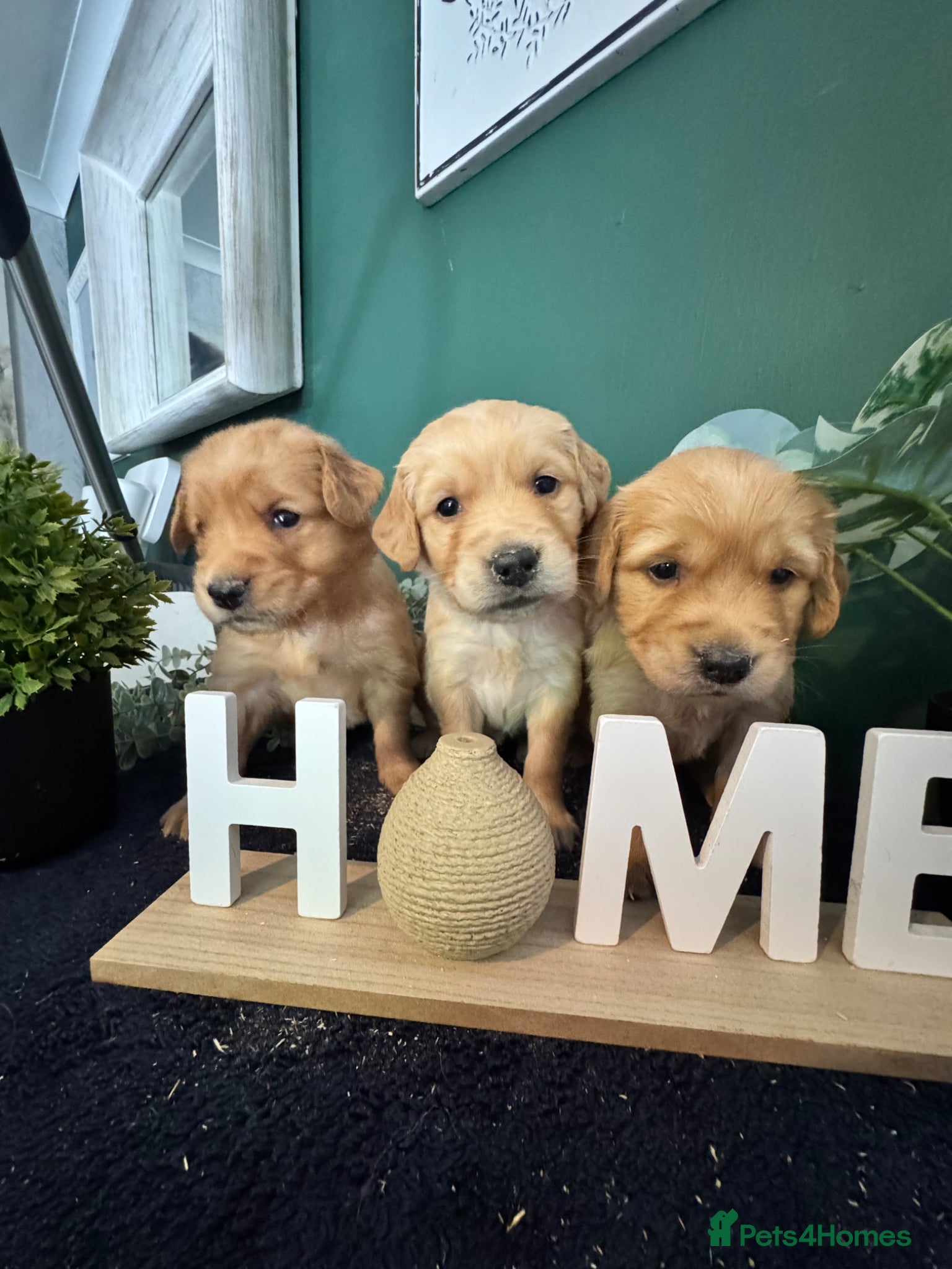 Golden Retriever dogs 8 exceptional Golden Retriever  - Advert 2