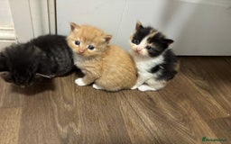 Mixed Breed cats for sale: Kittens  - Image 3
