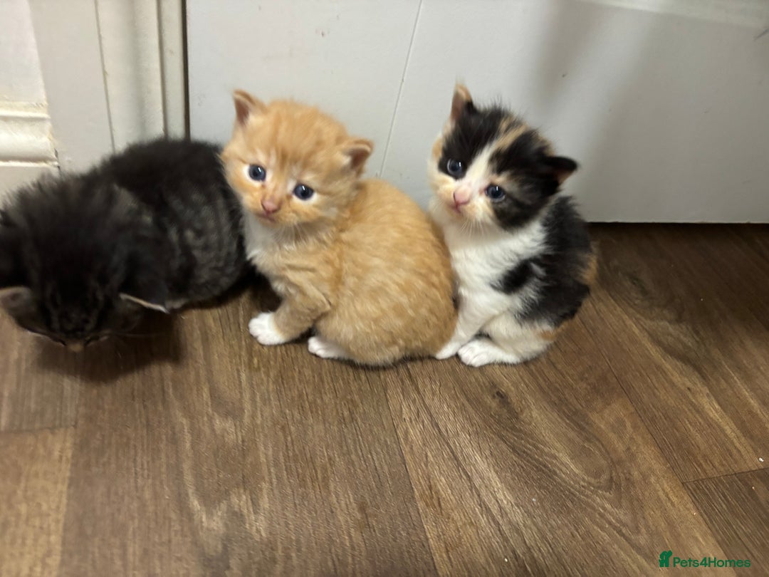 Mixed Breed cats for sale: Kittens  - Image 3