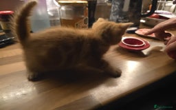 Mixed Breed cats for sale: Boy and girl for news home - Image 2