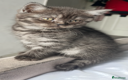 British Shorthair cats for sale: Full gccf British short hair kittens  - Image 8