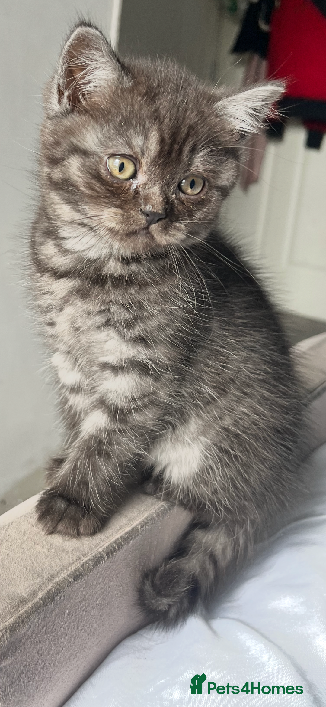 British Shorthair cats for sale: Full gccf British short hair kittens  - Image 8
