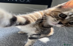 Persian cats for sale: TWO 15 WEEK KITTIES NEED REHOMING TOGETHER (M&F) in Maidstone - Image 19