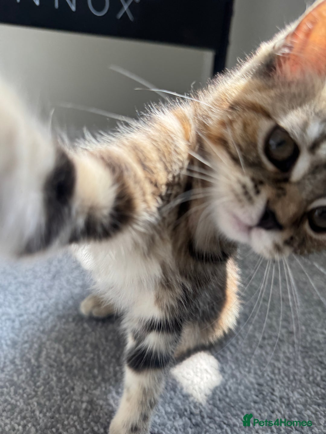 Persian cats for sale: TWO 15 WEEK KITTIES NEED REHOMING TOGETHER (M&F) in Maidstone - Image 19