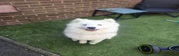 Samoyed dogs for sale: Female Samoyed looking for home - Advert 3
