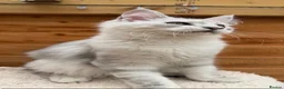 Maine Coon cats for sale: Registered with tica - Advert 1
