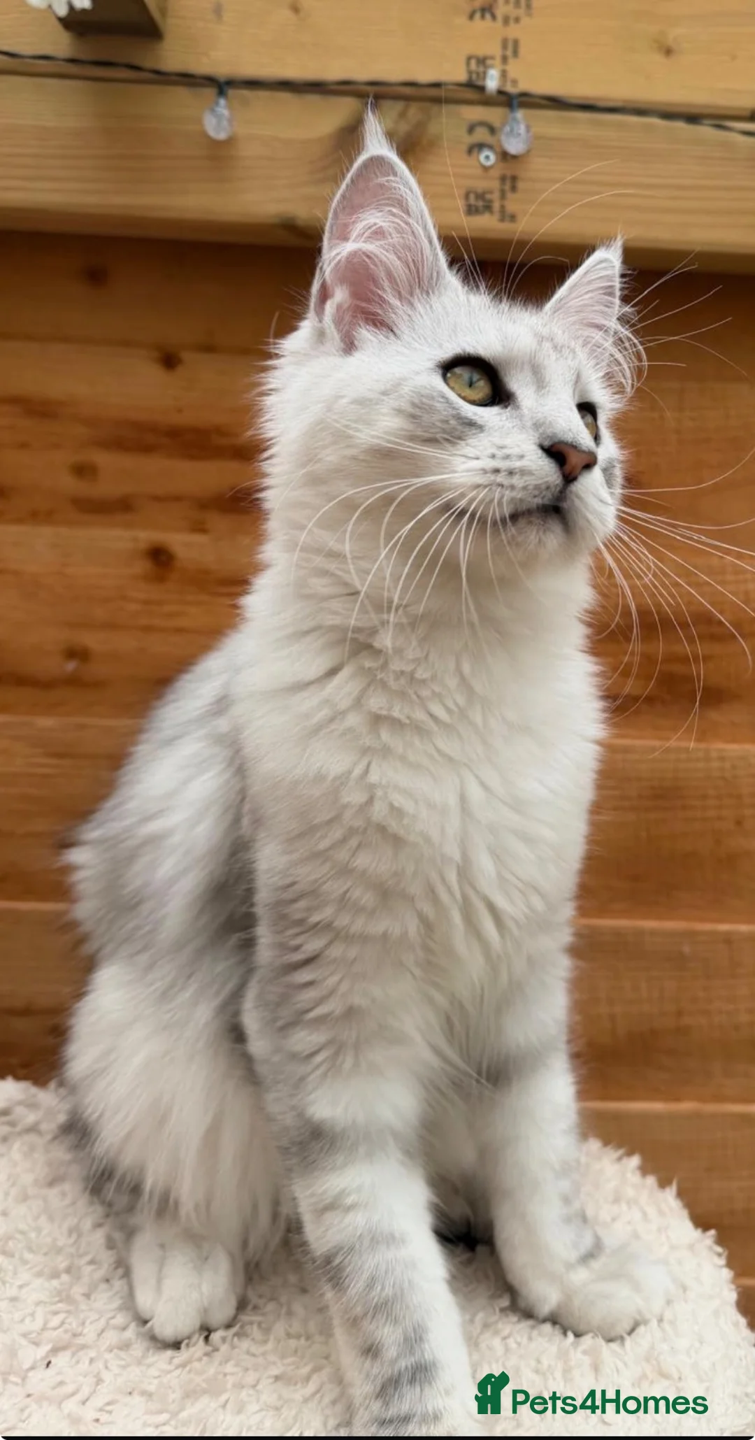 Maine Coon cats for sale: Registered with tica - Advert 1
