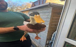 Chickens poultry for sale: Silkies - ducklings - Drakes - Advert 8