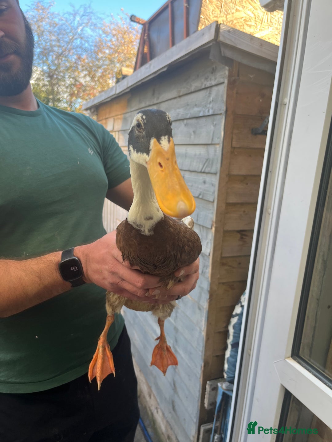 Chickens poultry for sale: Silkies - ducklings - Drakes - Advert 8