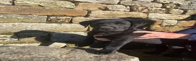 Labrador Retriever 2