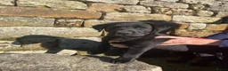 Labrador Retriever dogs for sale: Pedigree Black Labrador Puppies - Advert 4