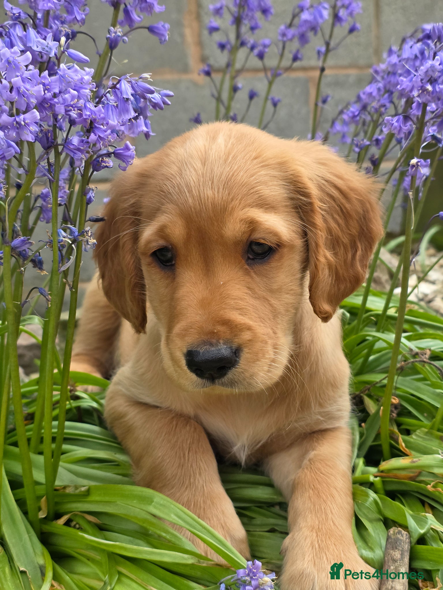 Golden Retriever dogs *Beautiful KC, DNA clear Golden retriever pups* - Advert 2