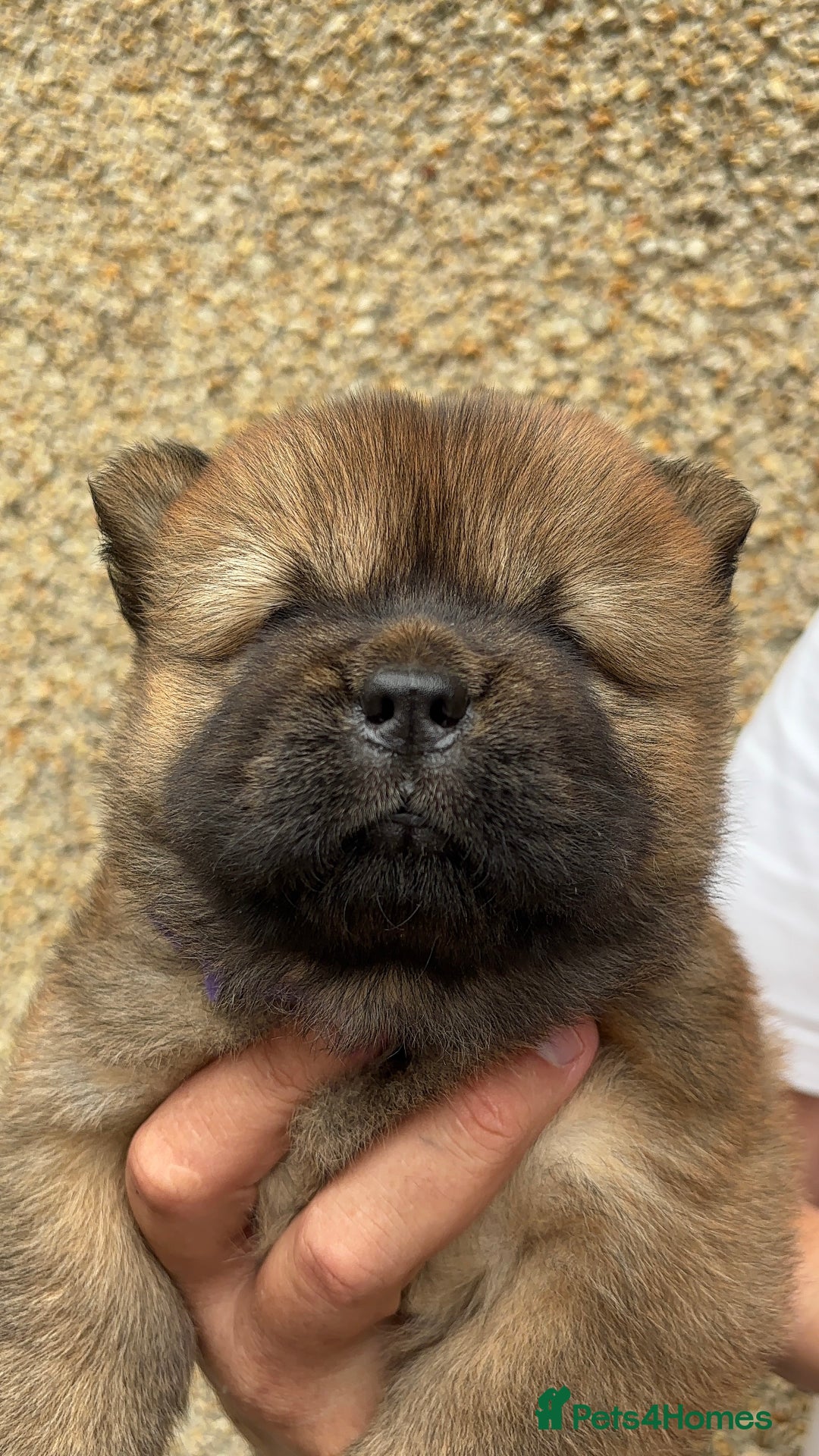 Chow Chow dogs for sale: 🐾Adorable Pedigree Chow Chow Puppies paw - Image 20