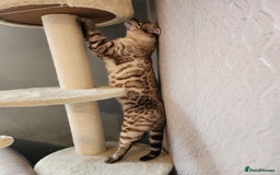 Bengal cats for stud: Proven Snow Bengal for studd in Southampton - Image 9