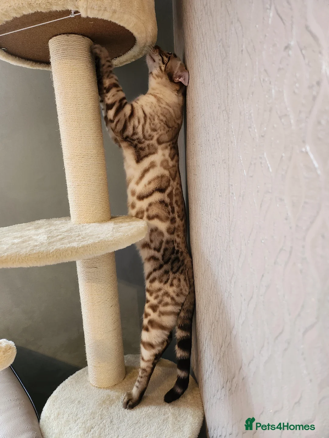 Bengal cats for stud: Proven Snow Bengal for studd in Southampton - Advert 7