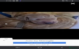 Golden Retriever dogs for sale: Available for STUD - Image 25