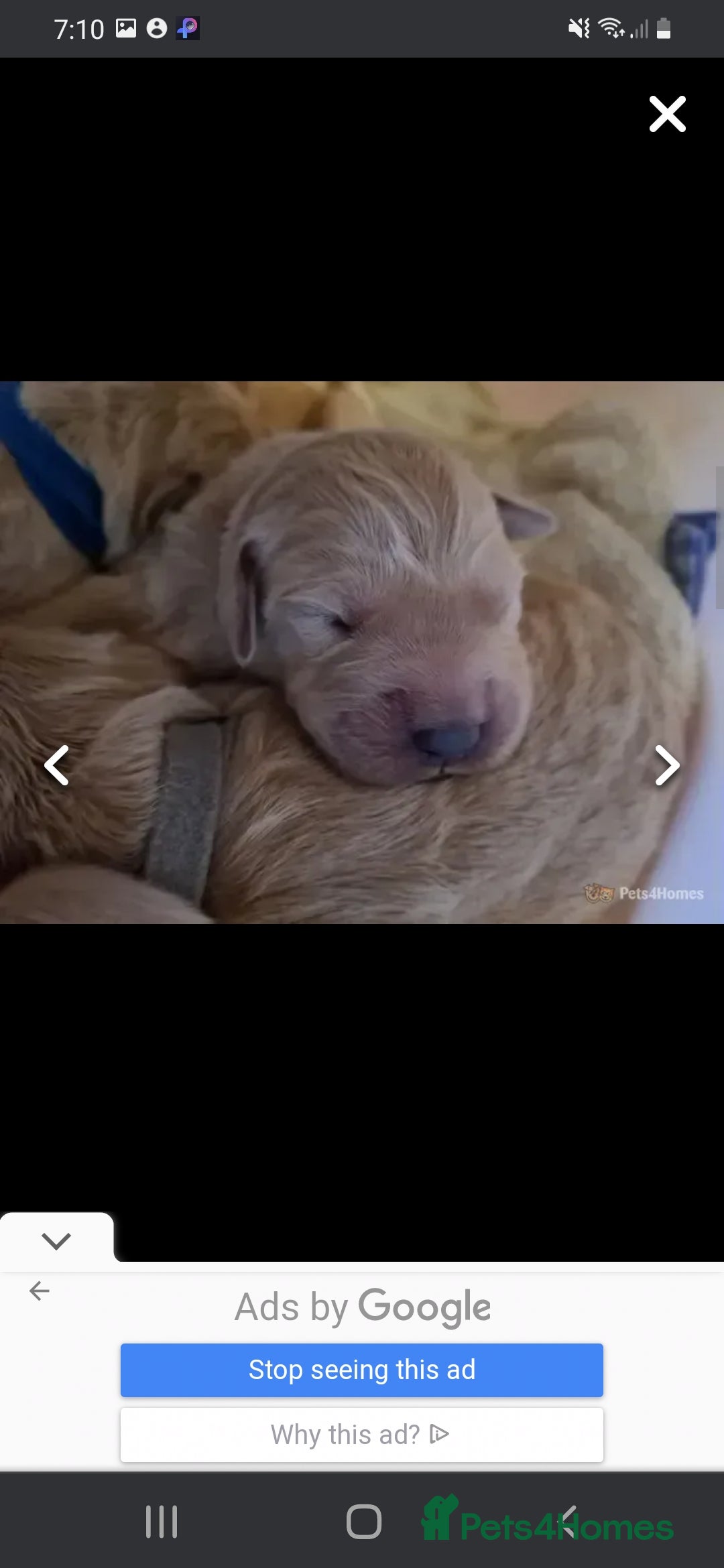 Golden Retriever dogs for sale: Available for STUD - Image 25