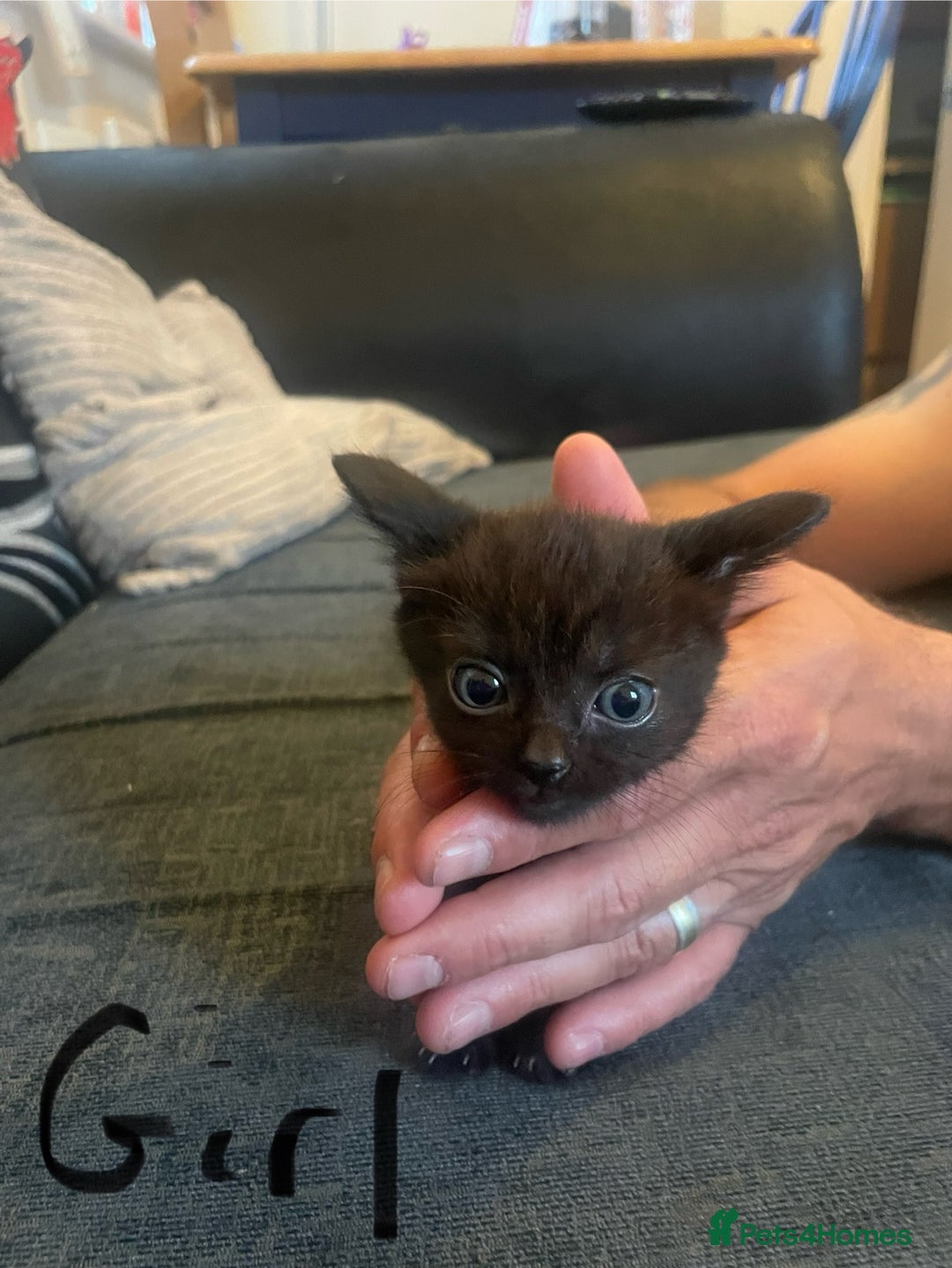 Domestic Shorthair cats for sale: Family friendly kittens looking for a new home  - Image 4