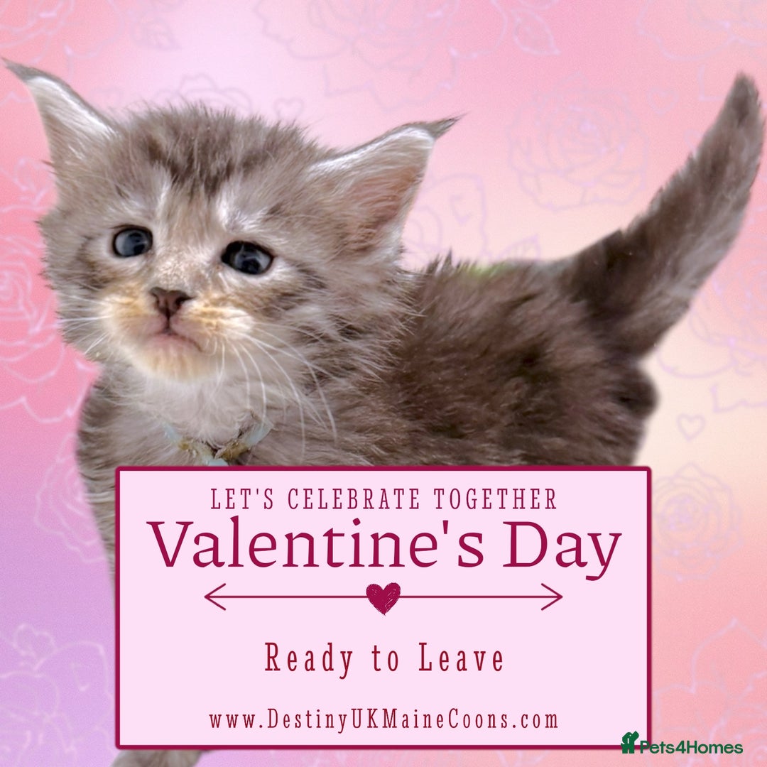 Maine Coon cats for sale: H Litter ready for  ** s Week - Advert 6