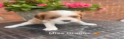 Cavalier King Charles Spaniel dogs for sale: KC REG LITTER OF 4 DNA CLEAR 🐶 🤩 PUPPIES  - Advert 14