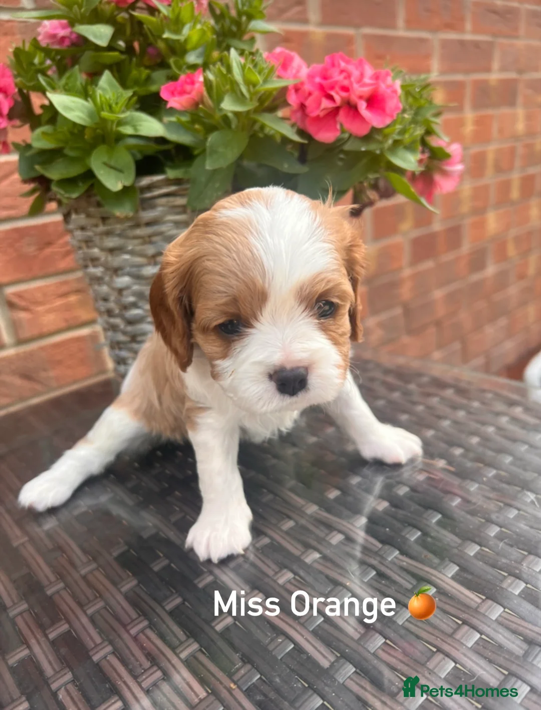 Cavalier King Charles Spaniel dogs for sale: KC REG LITTER OF 4 DNA CLEAR 🐶 🤩 PUPPIES  - Advert 14