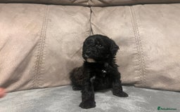 Cockapoo dogs for sale: 🐶F1 Cockerpoo Pups – Merle, Chocolate, Apricot 🐶 - Image 2