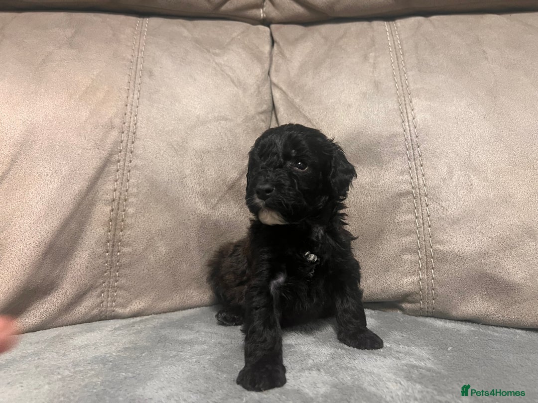 Cockapoo dogs for sale: 🐶F1 Cockerpoo Pups – Merle, Chocolate, Apricot 🐶 - Image 2
