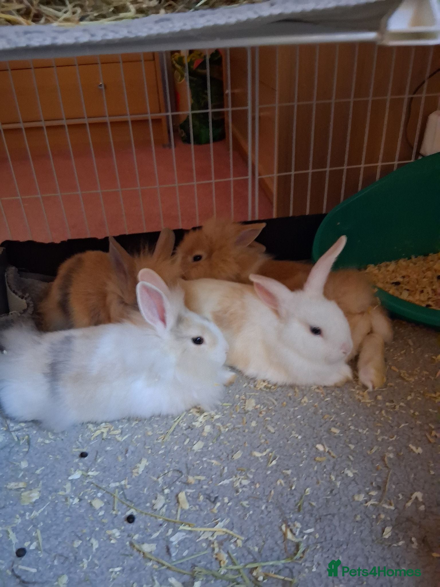 Mixed Breed rabbits 2 male rabbits looking for forever loving homes - Advert 15