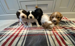 Cocker Spaniel dogs for sale: Cocker Spaniel puppies - Image 3